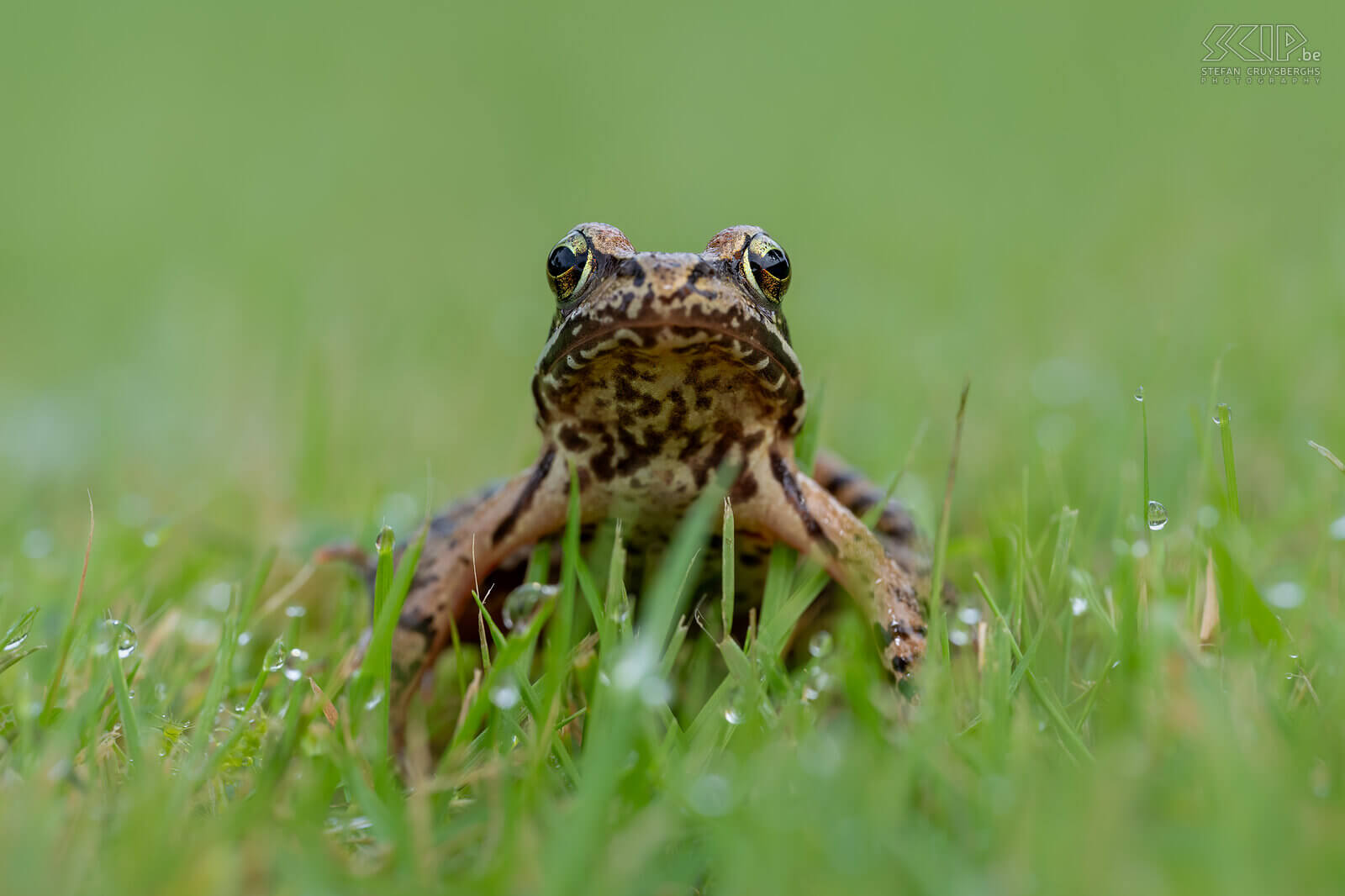 Amphibians - Brown frog The common frog (Rana temporaria) is one of the best known species of frogs and occurs in many biotopes such as forests, heathlands, grasslands, ruderal areas, and dunes. Stefan Cruysberghs